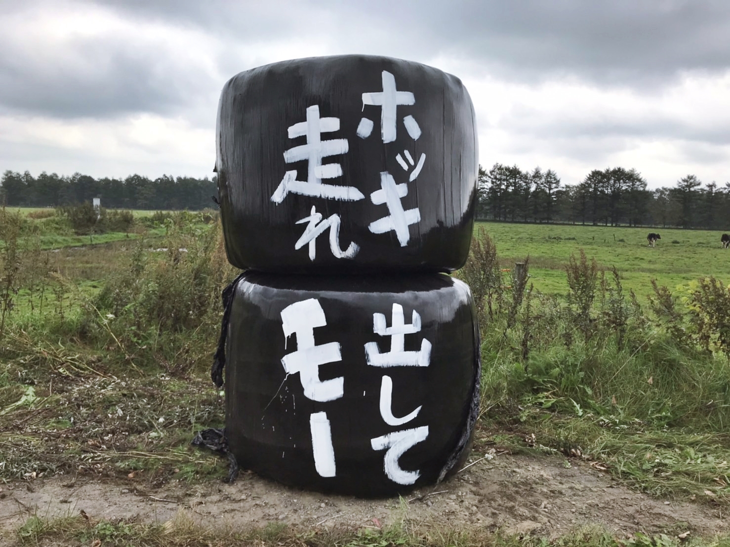 ホッキ出して走れモ-